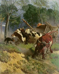 The team of oxen breaks loose